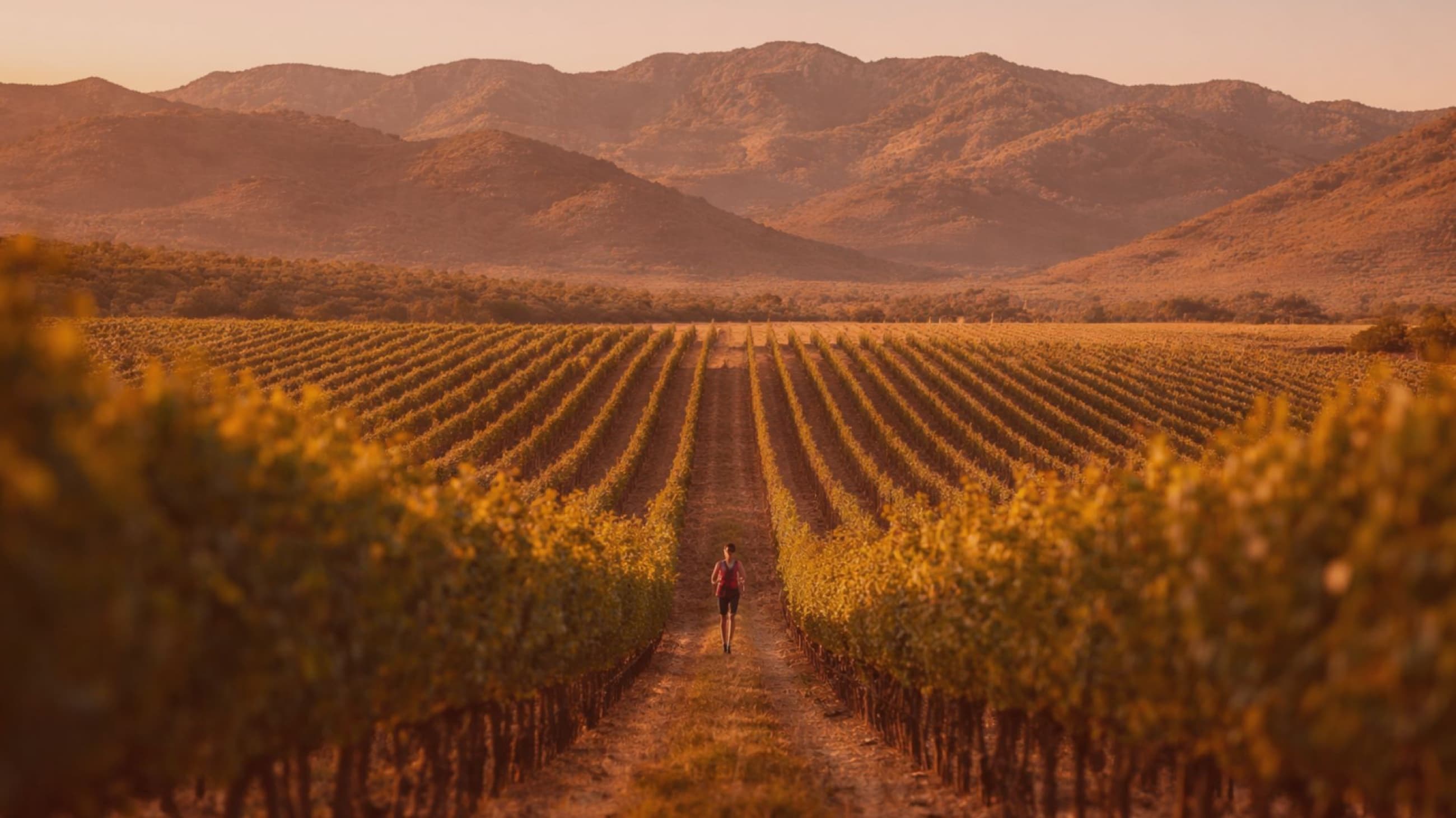 A trail runner moves through the vineyard rows of Valle de Guadalupe at dusk, mountains rising behind.